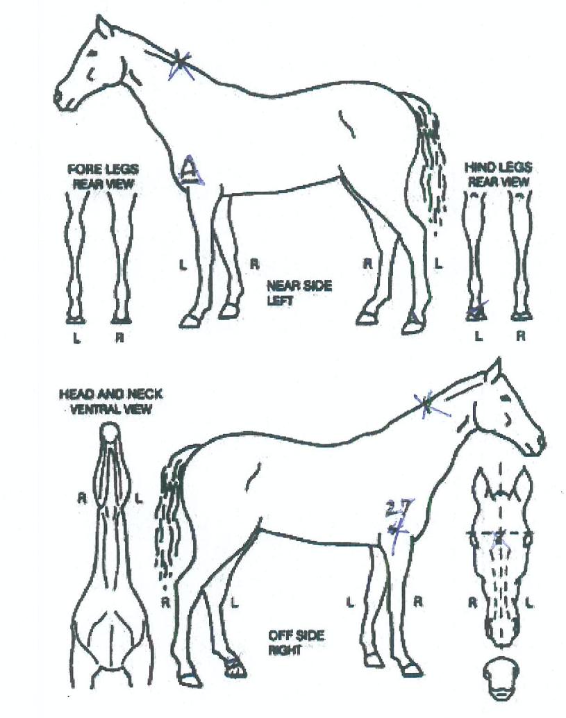 ������Ƽ����� ����,���,�޸�,�λ�,�ٸ��� Ư¡����