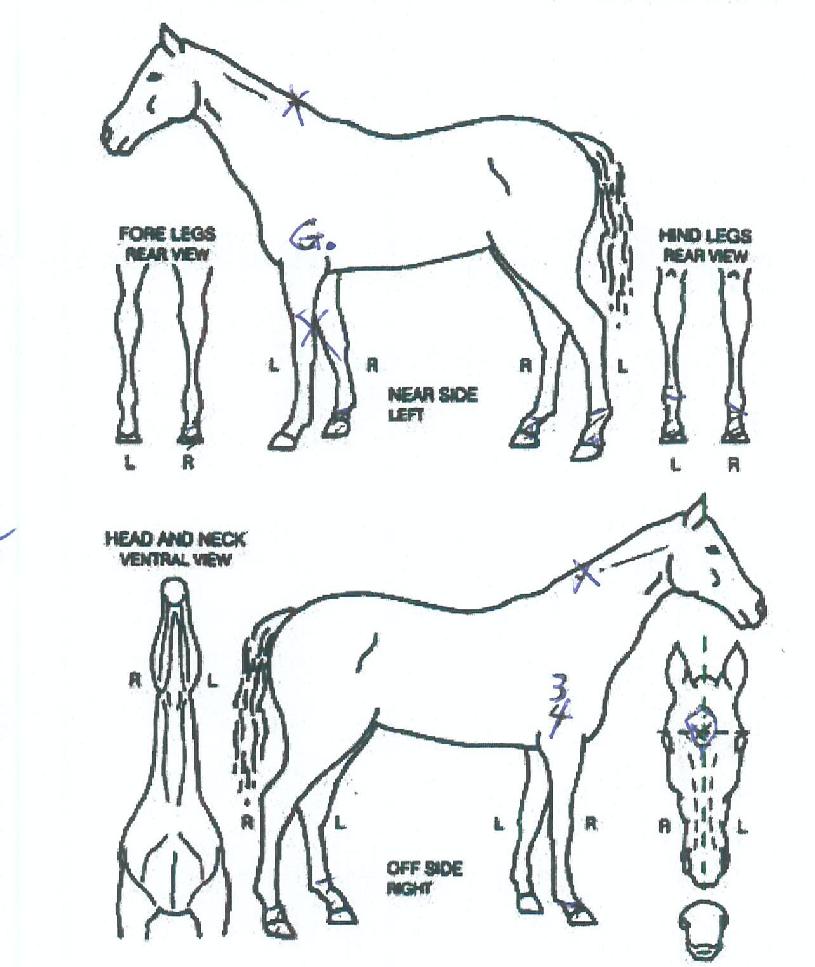 ����ī�Ǻ��� ����,���,�޸�,�λ�,�ٸ��� Ư¡����