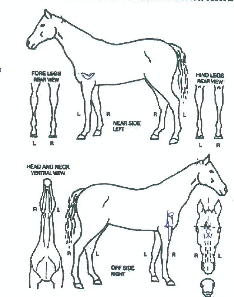 ¹ö³ªµð¼îÀÇ Ãø¸é,¿ì¸é,µÞ¸é,µÎ»ó,´Ù¸®ÀÇ Æ¯Â¡µµÇØ