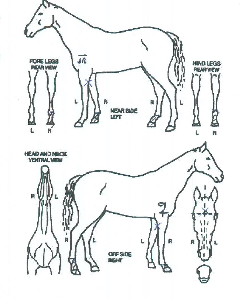 ºò°¥·£µåÀÇ Ãø¸é,¿ì¸é,µÞ¸é,µÎ»ó,´Ù¸®ÀÇ Æ¯Â¡µµÇØ