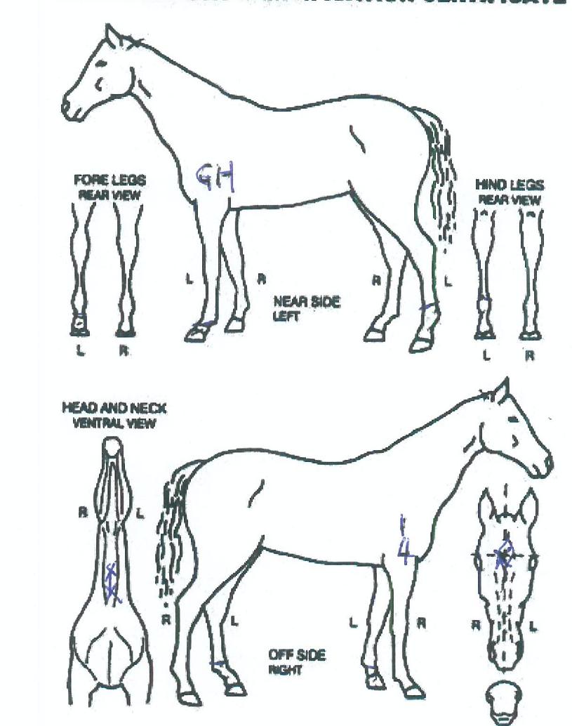 ų¸®ÀÇÇ¥¹üÀÇ Ãø¸é,¿ì¸é,µÞ¸é,µÎ»ó,´Ù¸®ÀÇ Æ¯Â¡µµÇØ