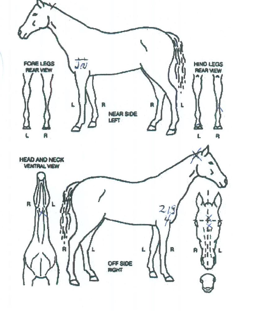 �̽�Ʈ�������� ����,���,�޸�,�λ�,�ٸ��� Ư¡����