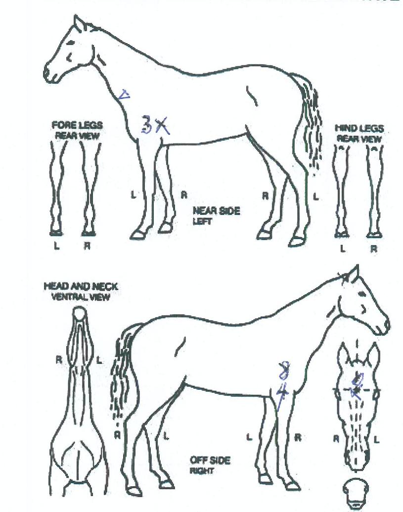 ±Ý¾ÆÅ¬¸®ÇÁÀÇ Ãø¸é,¿ì¸é,µÞ¸é,µÎ»ó,´Ù¸®ÀÇ Æ¯Â¡µµÇØ