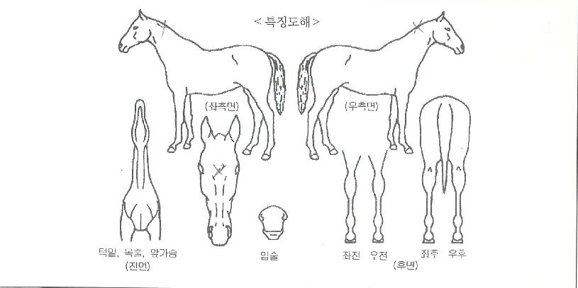 ���ŷ�� ����,���,�޸�,�λ�,�ٸ��� Ư¡����