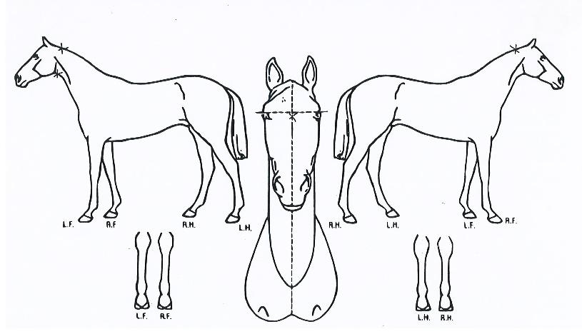 ų���������� ����,���,�޸�,�λ�,�ٸ��� Ư¡����