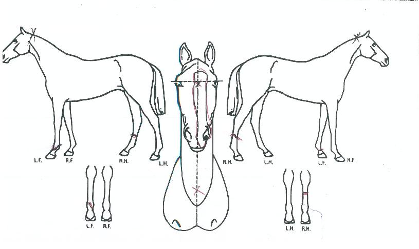 ���о�ġ�� ����,���,�޸�,�λ�,�ٸ��� Ư¡����