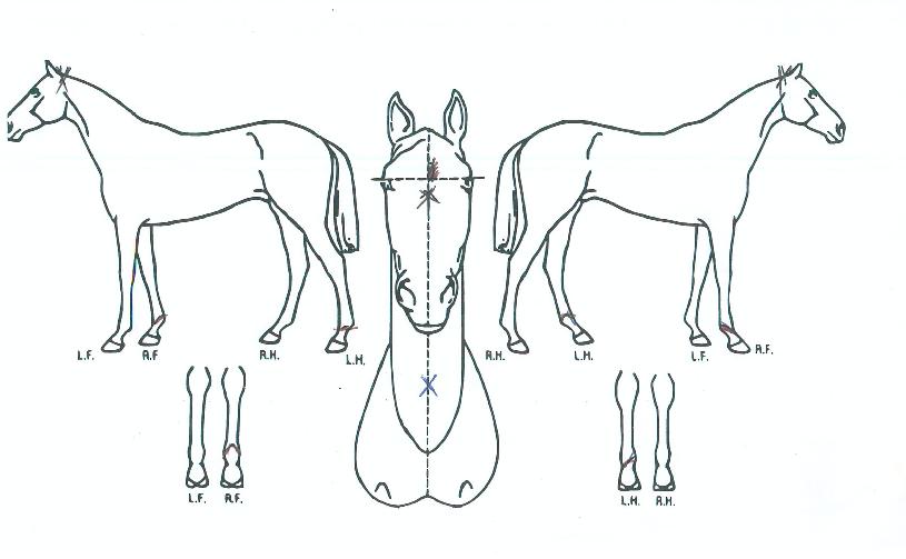 ���Ǻ����� ����,���,�޸�,�λ�,�ٸ��� Ư¡����