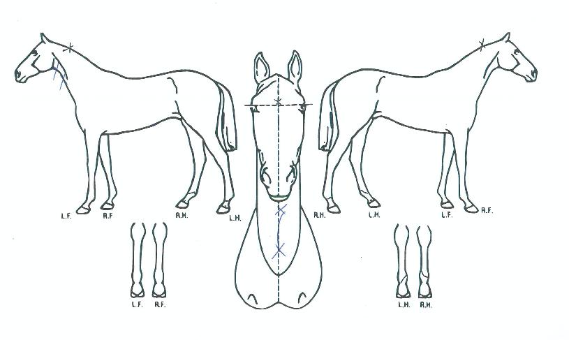 Åéºê·¹ÀÎÀÇ Ãø¸é,¿ì¸é,µÞ¸é,µÎ»ó,´Ù¸®ÀÇ Æ¯Â¡µµÇØ