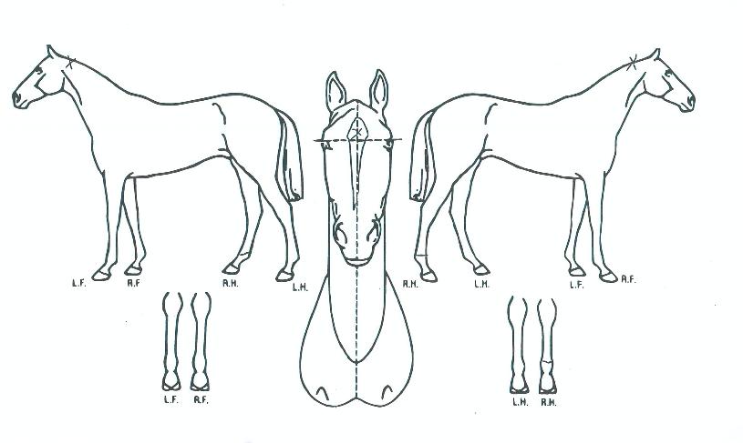 ���������� ����,���,�޸�,�λ�,�ٸ��� Ư¡����