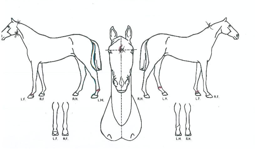 û´ãŸÀ̰ÅÀÇ Ãø¸é,¿ì¸é,µÞ¸é,µÎ»ó,´Ù¸®ÀÇ Æ¯Â¡µµÇØ