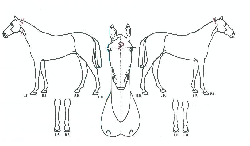 Àå»ê¼¼ºìÀÇ Ãø¸é,¿ì¸é,µÞ¸é,µÎ»ó,´Ù¸®ÀÇ Æ¯Â¡µµÇØ