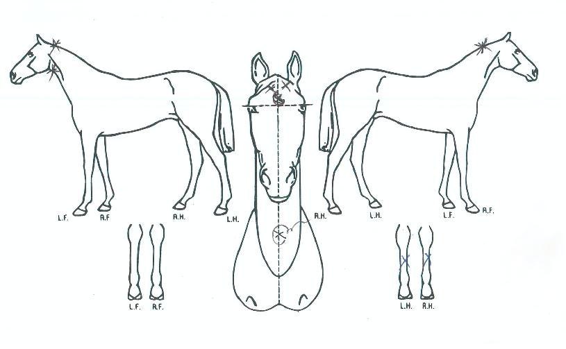 ���������� ����,���,�޸�,�λ�,�ٸ��� Ư¡����