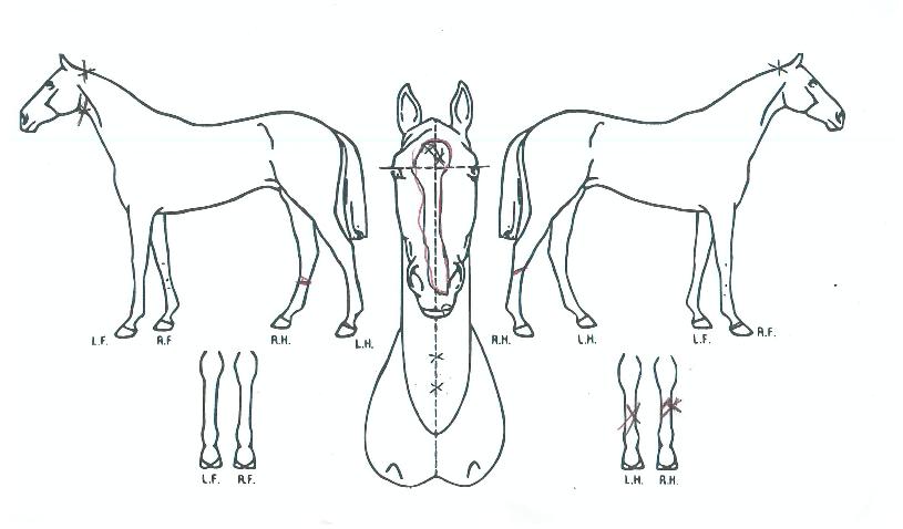 û´ãÁ¦¿ÕÀÇ Ãø¸é,¿ì¸é,µÞ¸é,µÎ»ó,´Ù¸®ÀÇ Æ¯Â¡µµÇØ