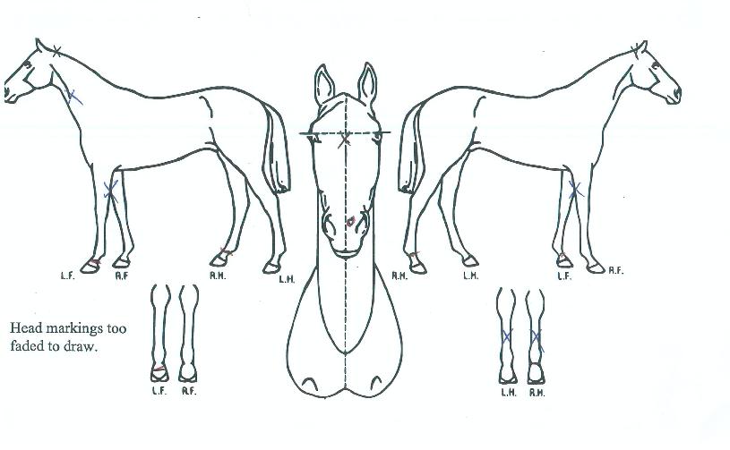 ¾öÁö¯ÀÇ Ãø¸é,¿ì¸é,µÞ¸é,µÎ»ó,´Ù¸®ÀÇ Æ¯Â¡µµÇØ