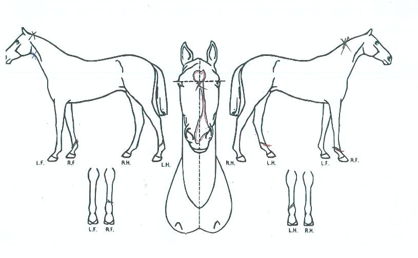 Åõ°íÀ©ÀÇ Ãø¸é,¿ì¸é,µÞ¸é,µÎ»ó,´Ù¸®ÀÇ Æ¯Â¡µµÇØ