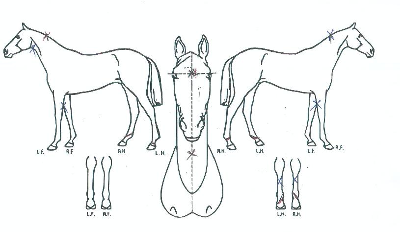 ¸·Áö¸¶ÀÇ Ãø¸é,¿ì¸é,µÞ¸é,µÎ»ó,´Ù¸®ÀÇ Æ¯Â¡µµÇØ