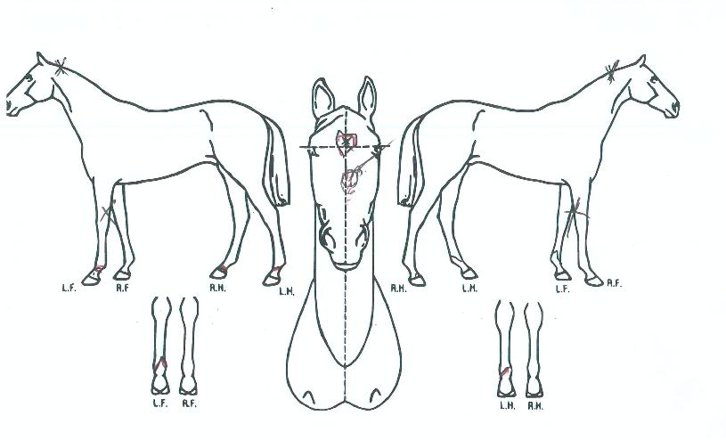 �̰��ָ��� ����,���,�޸�,�λ�,�ٸ��� Ư¡����