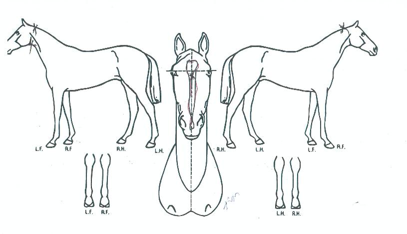 ¾ÆÀ̺ñ¿¡½º¸¶¸°ÀÇ Ãø¸é,¿ì¸é,µÞ¸é,µÎ»ó,´Ù¸®ÀÇ Æ¯Â¡µµÇØ