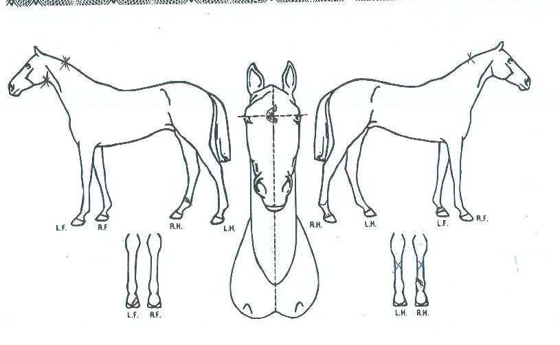 �ɹٴ��ؽ�Ʈ�� ����,���,�޸�,�λ�,�ٸ��� Ư¡����