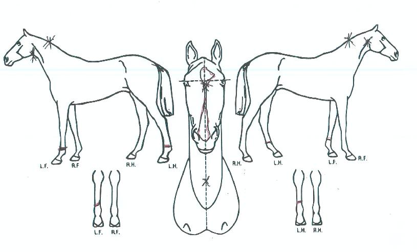 ����巹���� ����,���,�޸�,�λ�,�ٸ��� Ư¡����