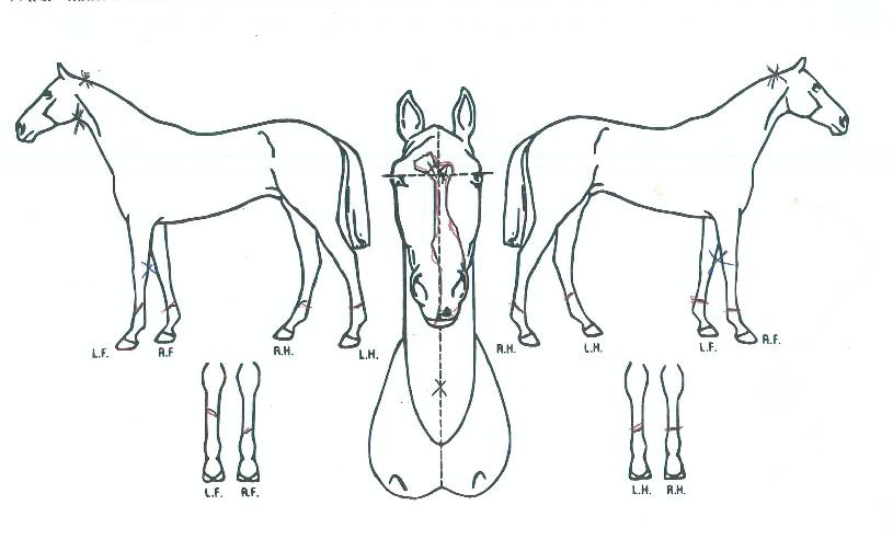 ����īŷ�� ����,���,�޸�,�λ�,�ٸ��� Ư¡����