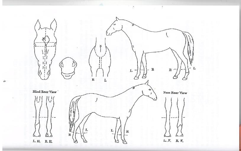 ÆÄƼµå·¹½ºÀÇ Ãø¸é,¿ì¸é,µÞ¸é,µÎ»ó,´Ù¸®ÀÇ Æ¯Â¡µµÇØ