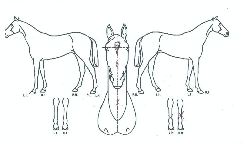 ºê¶ó¿îèÇǾðÀÇ Ãø¸é,¿ì¸é,µÞ¸é,µÎ»ó,´Ù¸®ÀÇ Æ¯Â¡µµÇØ