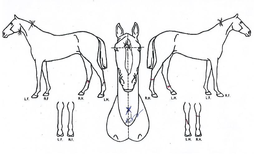 ���̾�Ƽ��Ʈ�� ����,���,�޸�,�λ�,�ٸ��� Ư¡����