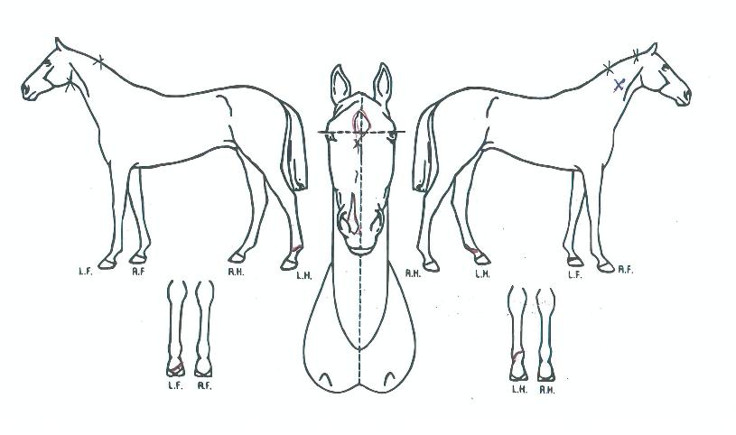 �ؿ������ ����,���,�޸�,�λ�,�ٸ��� Ư¡����