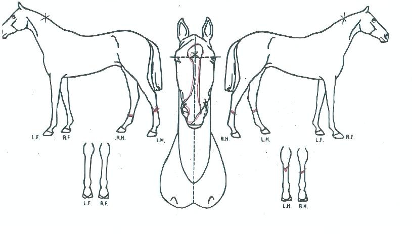 ��Ÿ��ƽ�޺��� ����,���,�޸�,�λ�,�ٸ��� Ư¡����