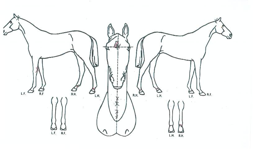 ¯ÄáÀÇ Ãø¸é,¿ì¸é,µÞ¸é,µÎ»ó,´Ù¸®ÀÇ Æ¯Â¡µµÇØ