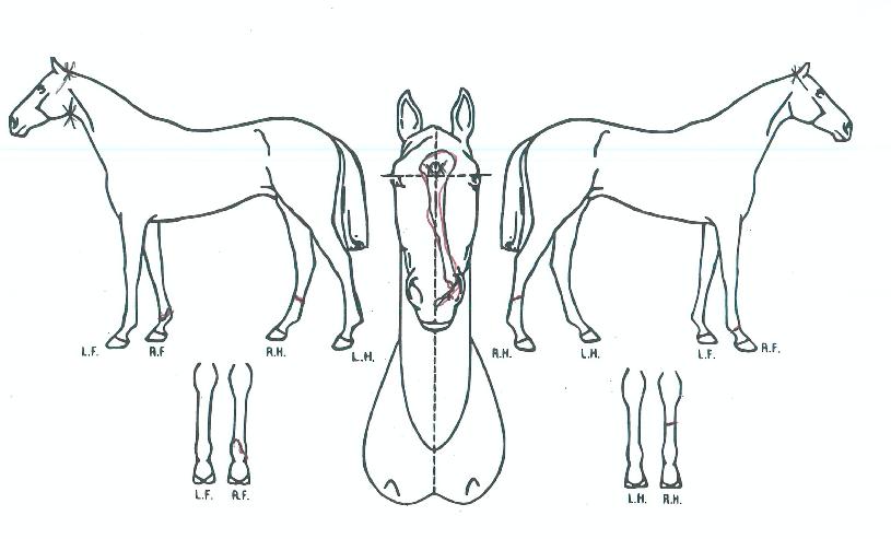 ÀÌÅͳÎÄÚ¸®¾ÆÀÇ Ãø¸é,¿ì¸é,µÞ¸é,µÎ»ó,´Ù¸®ÀÇ Æ¯Â¡µµÇØ