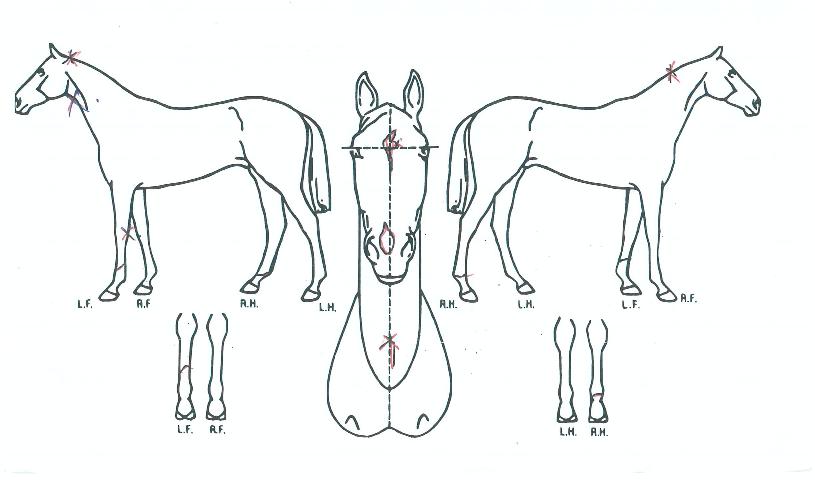 �ε������� ����,���,�޸�,�λ�,�ٸ��� Ư¡����