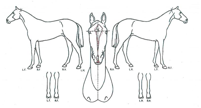 �������� ����,���,�޸�,�λ�,�ٸ��� Ư¡����