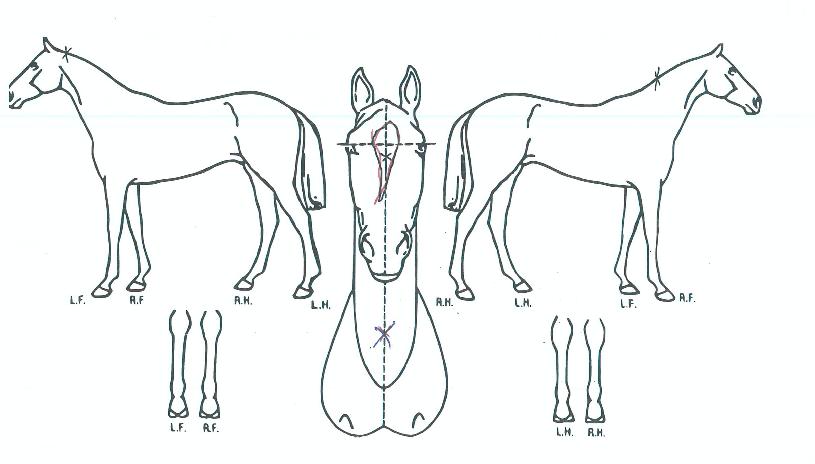 ĵ������ ����,���,�޸�,�λ�,�ٸ��� Ư¡����