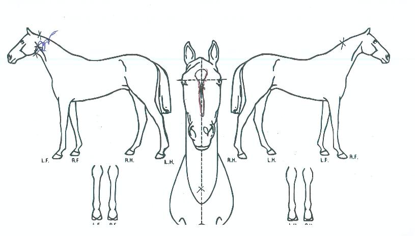 �Ѿ��������� ����,���,�޸�,�λ�,�ٸ��� Ư¡����