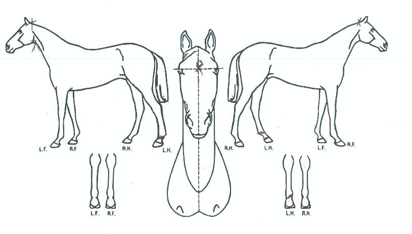 Æ÷¼¼À̵·¸¶¸°ÀÇ Ãø¸é,¿ì¸é,µÞ¸é,µÎ»ó,´Ù¸®ÀÇ Æ¯Â¡µµÇØ