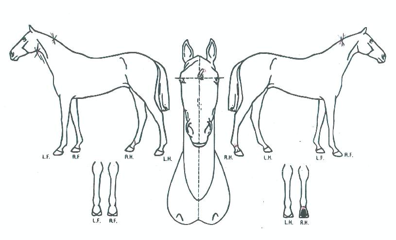 ½ºÄ´ÙÀÇ Ãø¸é,¿ì¸é,µÞ¸é,µÎ»ó,´Ù¸®ÀÇ Æ¯Â¡µµÇØ