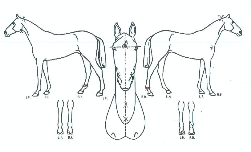 Ä«À϶󽺴í¼ÀÇ Ãø¸é,¿ì¸é,µÞ¸é,µÎ»ó,´Ù¸®ÀÇ Æ¯Â¡µµÇØ