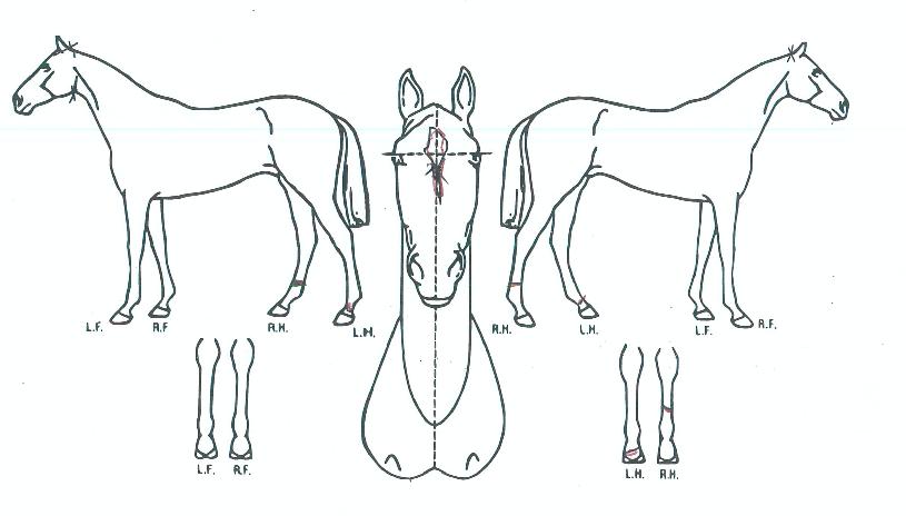 ÇູÀ»Ã£¾ÆÀÇ Ãø¸é,¿ì¸é,µÞ¸é,µÎ»ó,´Ù¸®ÀÇ Æ¯Â¡µµÇØ