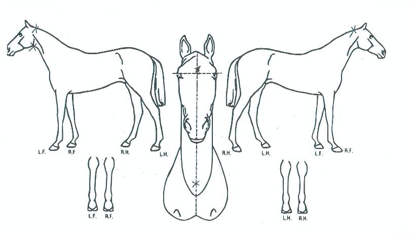 ��ī�̺����� ����,���,�޸�,�λ�,�ٸ��� Ư¡����