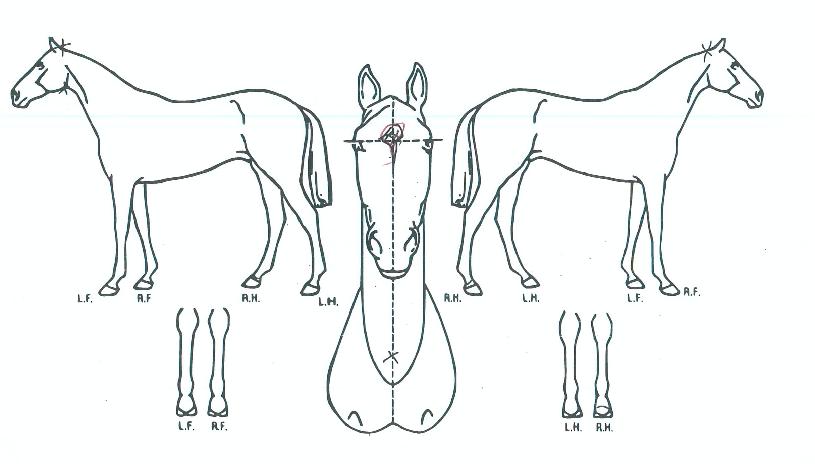 ���ǽ��� ����,���,�޸�,�λ�,�ٸ��� Ư¡����