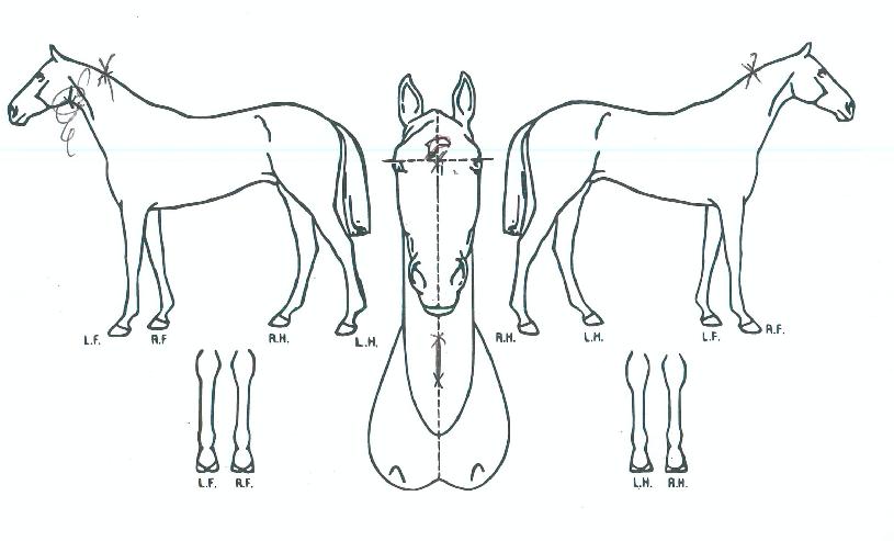 ¿¡À̽ºÅ·ÀÇ Ãø¸é,¿ì¸é,µÞ¸é,µÎ»ó,´Ù¸®ÀÇ Æ¯Â¡µµÇØ