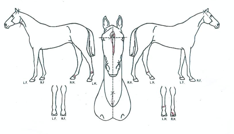 Ŭ���������� ����,���,�޸�,�λ�,�ٸ��� Ư¡����