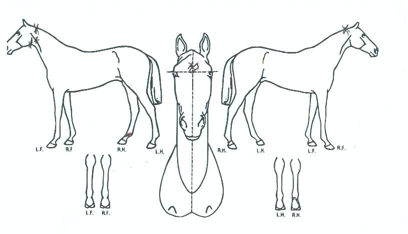 �Ҹ��������� ����,���,�޸�,�λ�,�ٸ��� Ư¡����