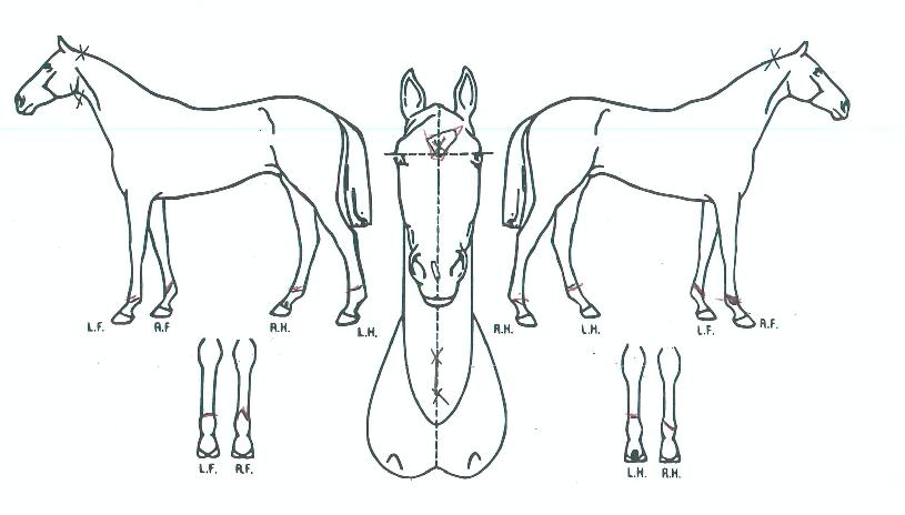 Áö»ó¸í·ÉÀÇ Ãø¸é,¿ì¸é,µÞ¸é,µÎ»ó,´Ù¸®ÀÇ Æ¯Â¡µµÇØ