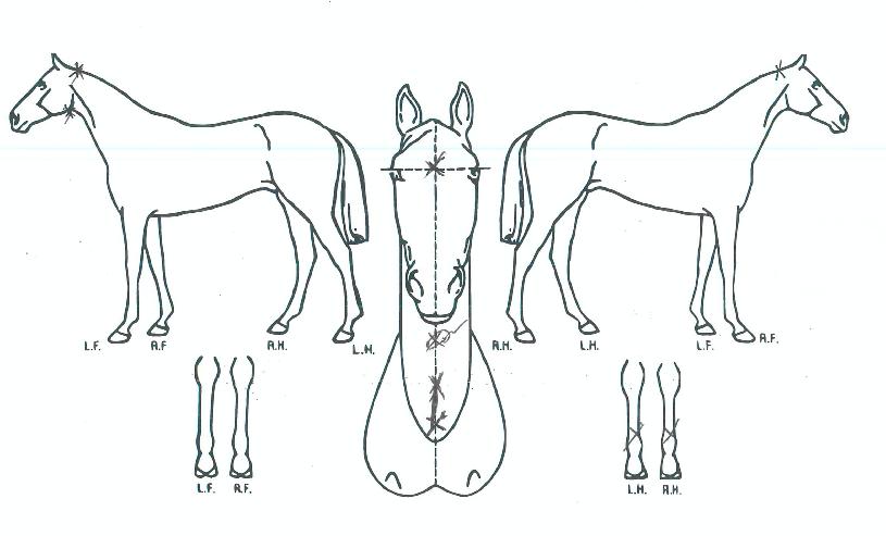 ¾Æ³Ê½ºÅÜÀÇ Ãø¸é,¿ì¸é,µÞ¸é,µÎ»ó,´Ù¸®ÀÇ Æ¯Â¡µµÇØ