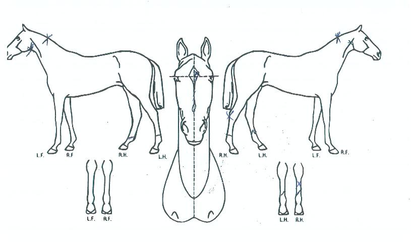 ¸í°¡Á¦¿ÕÀÇ Ãø¸é,¿ì¸é,µÞ¸é,µÎ»ó,´Ù¸®ÀÇ Æ¯Â¡µµÇØ