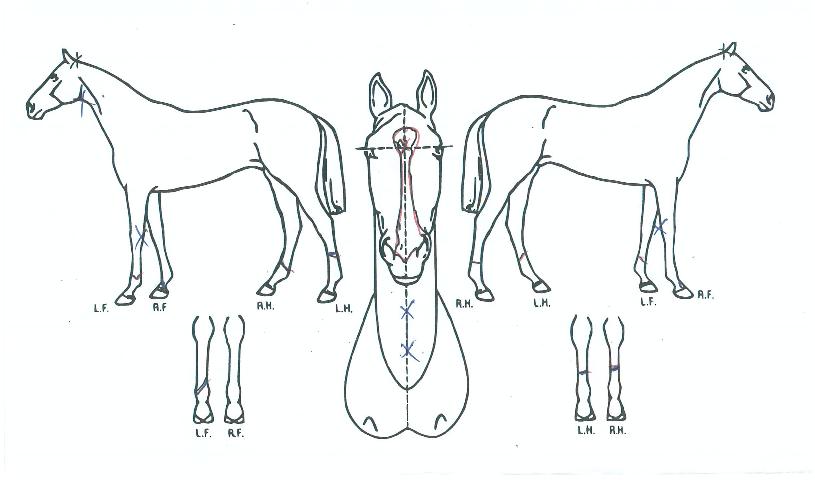 ¿¥ÆÄÀ̾îÅ·´ýÀÇ Ãø¸é,¿ì¸é,µÞ¸é,µÎ»ó,´Ù¸®ÀÇ Æ¯Â¡µµÇØ