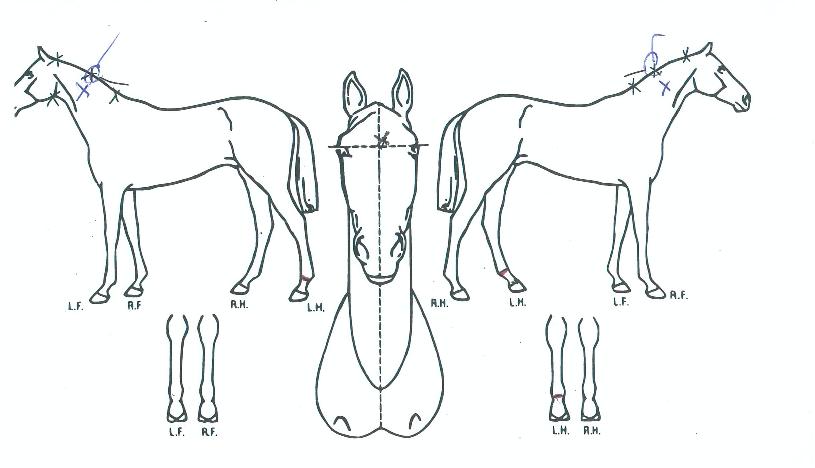 �ĳ�󸶼��� ����,���,�޸�,�λ�,�ٸ��� Ư¡����